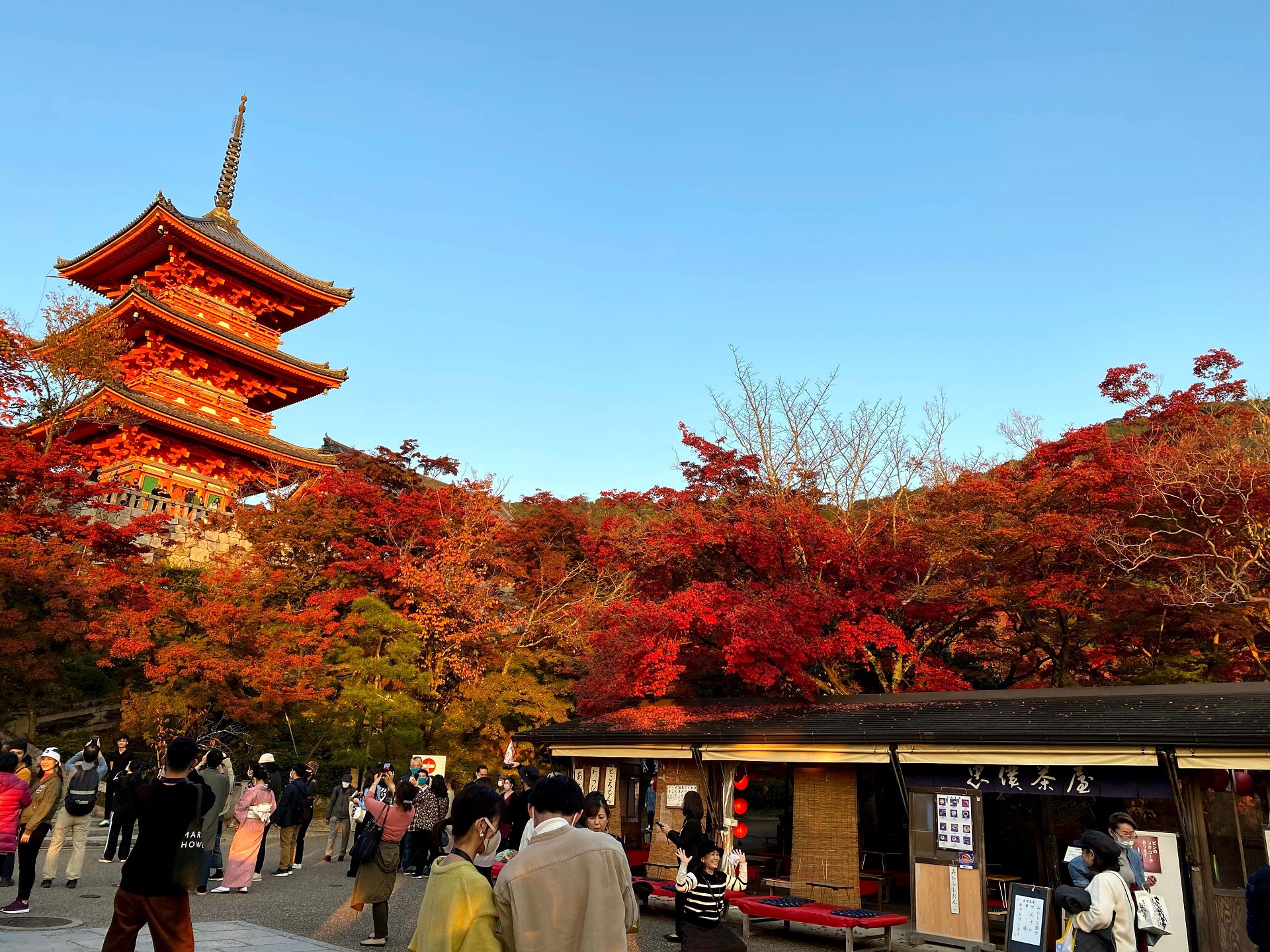 【京都東山清水寺紅葉図(紅葉秋雨)】浅野鶴汀 1003 秋景 共箱 掛け軸 肉筆 京都の意匠 紅葉 | 水野 克比古, 水野 秀比古 |本 | 通販 | Amazon